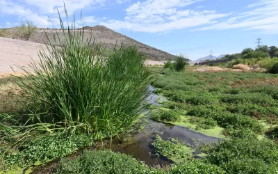 Using Recycled Wastewater for Landscape Irrigation. Celebrating 40 years: The City of Tucson’s Reclaimed Water System